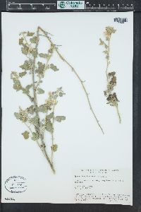 Sphaeralcea laxa image