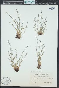 Myosotis ramosissima image