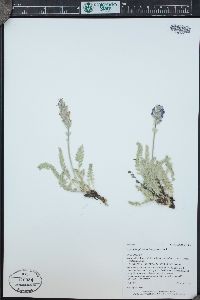 Oxytropis splendens image