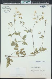 Chaerophyllum temulum image