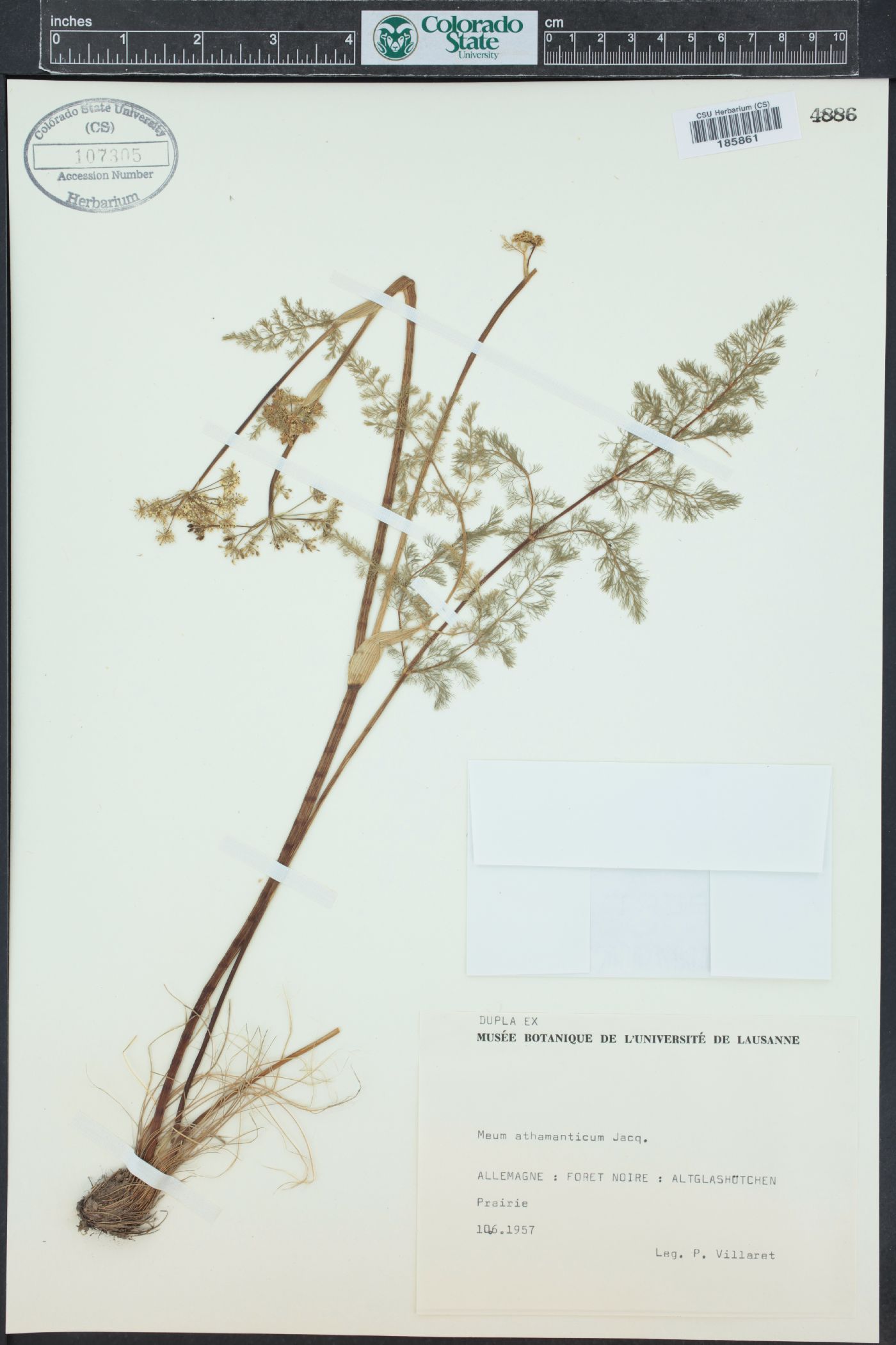 Meum athamanticum image