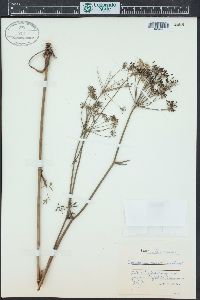 Peucedanum oreoselinum image