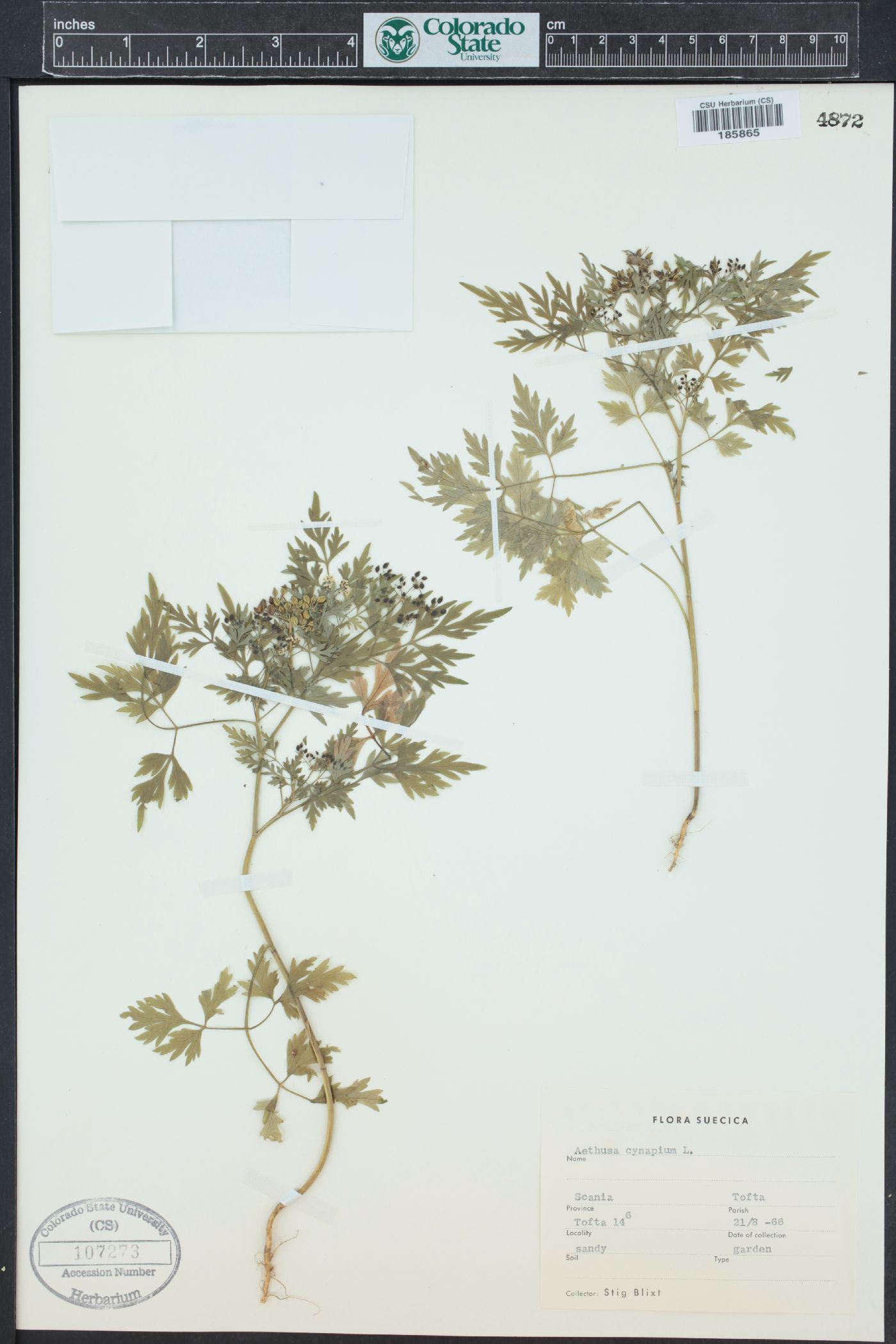 Aethusa cynapium image