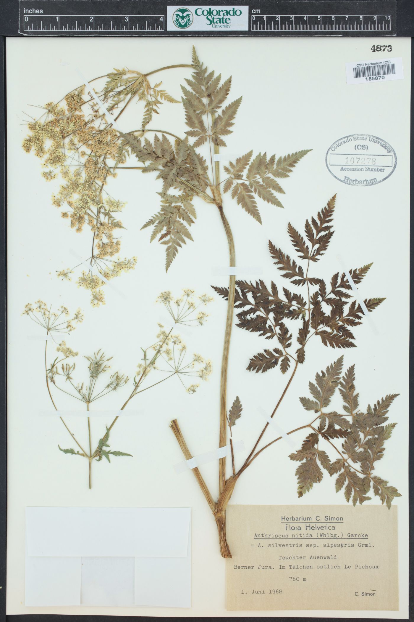 Anthriscus nitida image