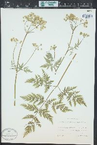 Anthriscus sylvestris image