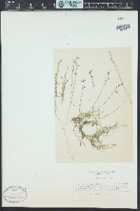 Utricularia minor image