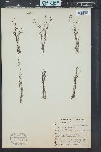 Utricularia striatula image