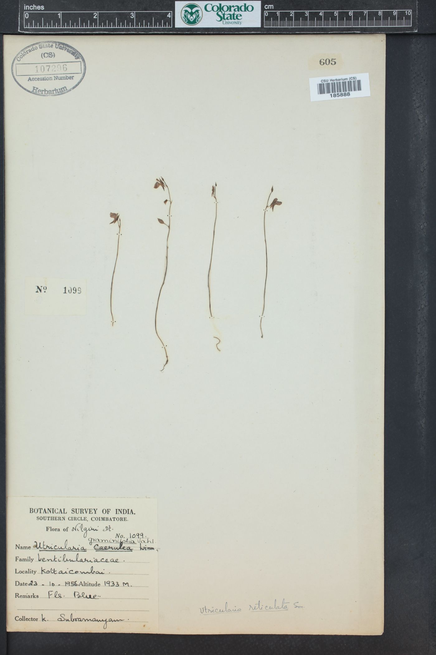 Utricularia graminifolia image