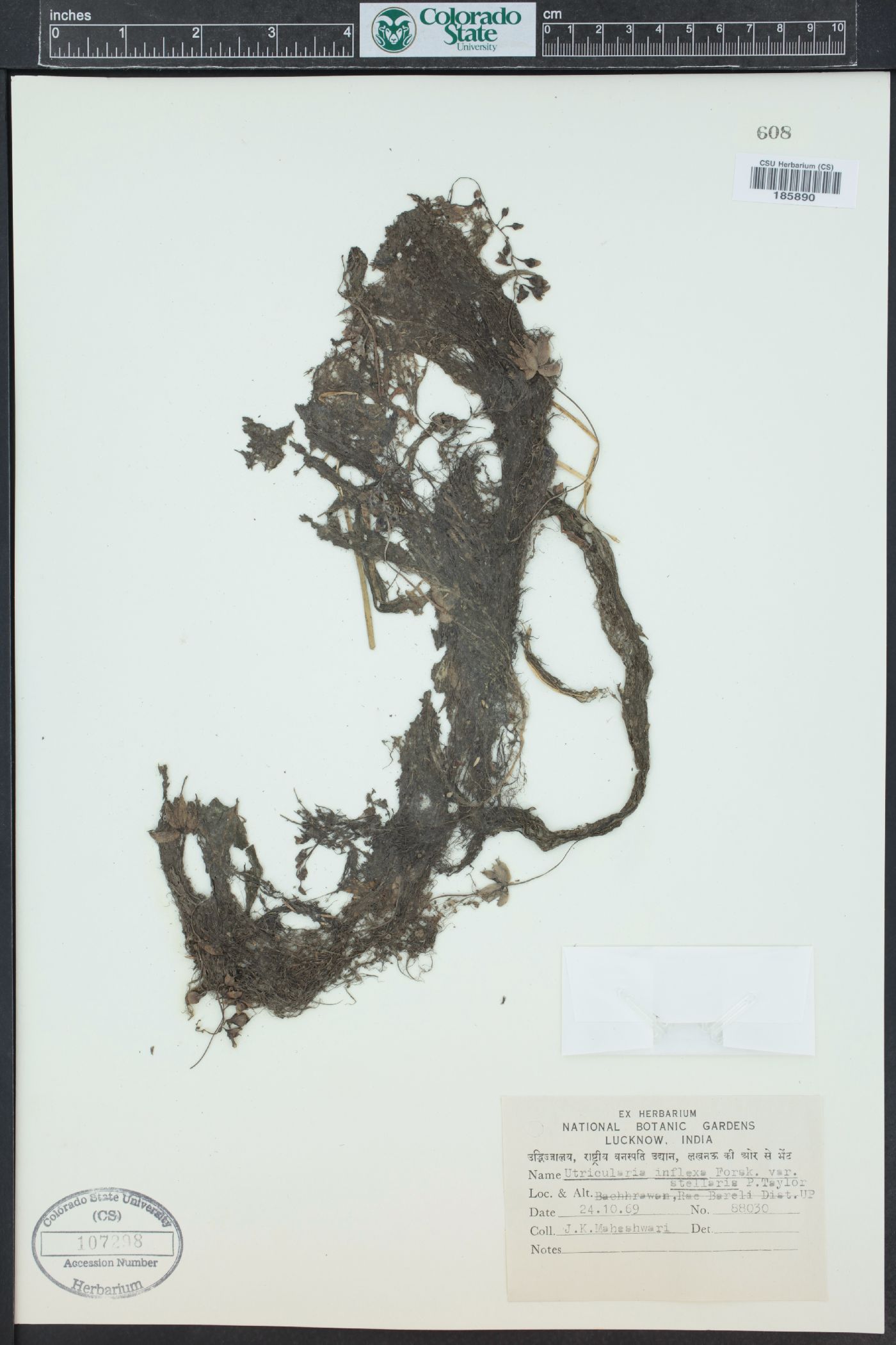 Utricularia inflexa image