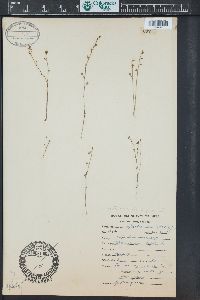 Utricularia bifida image