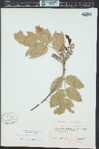 Mahonia repens image