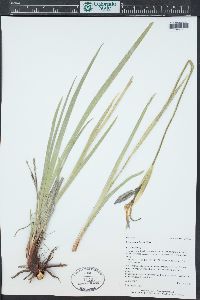 Iris missouriensis image