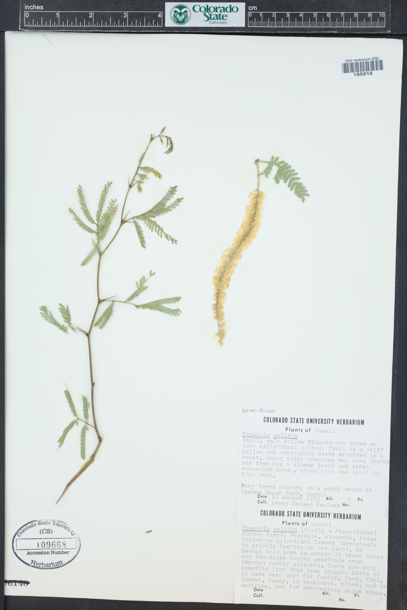 Prosopis pallida image