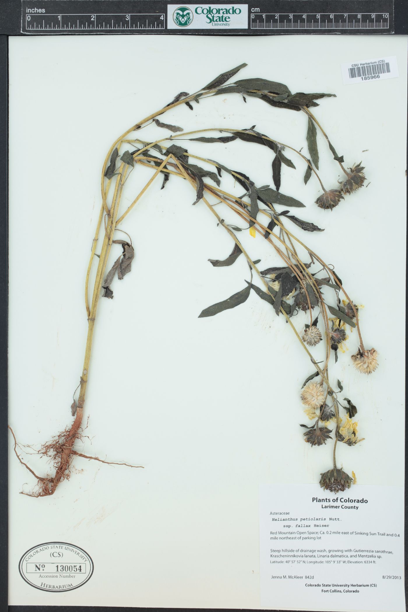 Helianthus petiolaris subsp. fallax image