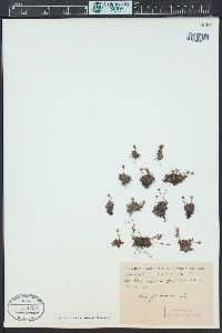 Saxifraga androsacea image