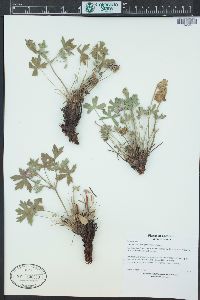 Geranium caespitosum image