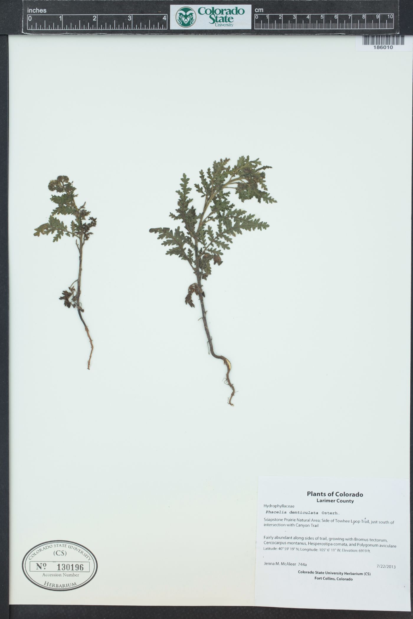 Phacelia denticulata image