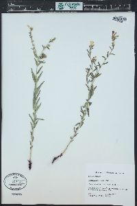 Lithospermum multiflorum image