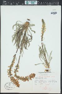 Pedicularis parryi image