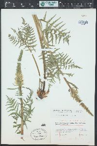 Pedicularis bracteosa image