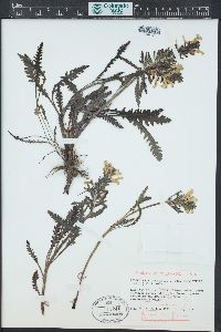 Pedicularis canadensis subsp. fluviatilis image