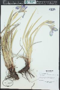 Iris missouriensis image