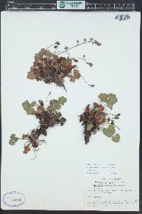 Heuchera rubescens image