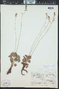 Heuchera parvifolia image