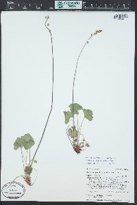 Heuchera parvifolia image