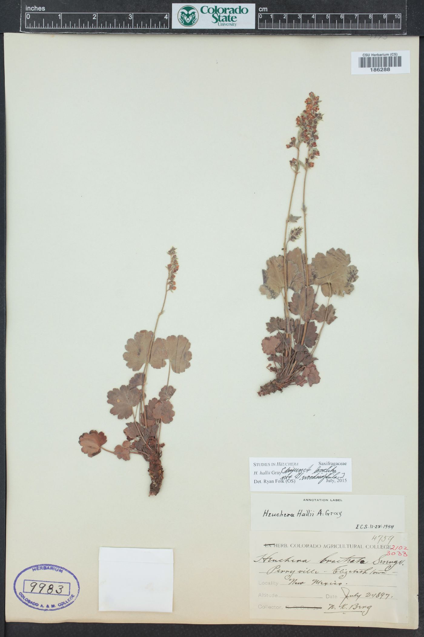 Heuchera hallii image