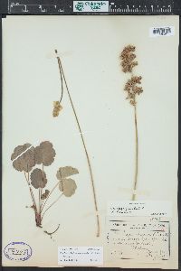 Heuchera cylindrica image