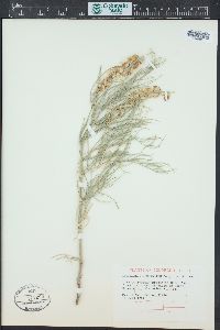 Astragalus pectinatus image