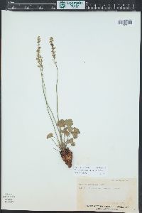 Heuchera parvifolia image