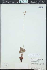 Heuchera parvifolia image