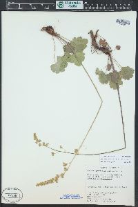 Heuchera parvifolia image