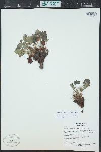 Heuchera parvifolia image