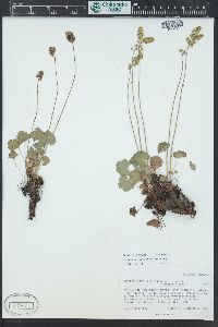 Heuchera parvifolia image