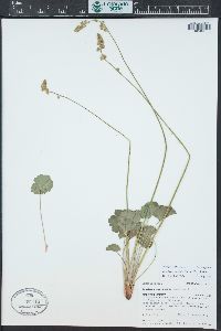 Heuchera parvifolia image