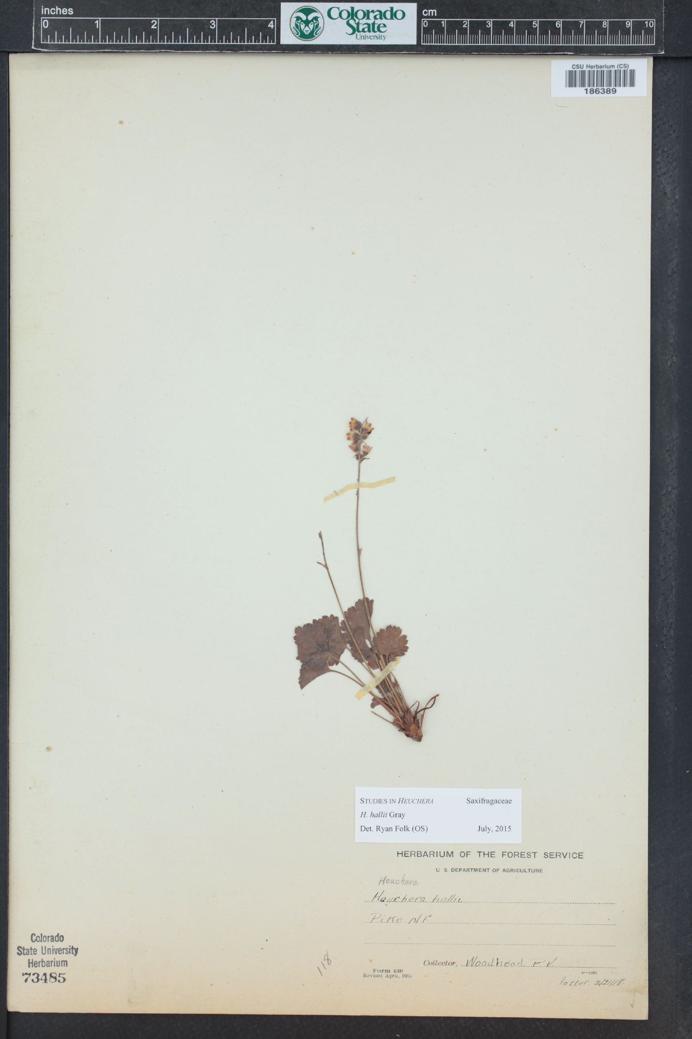 Heuchera hallii image