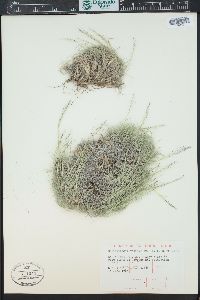 Muhlenbergia torreyi image