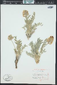 Oxytropis sericea image