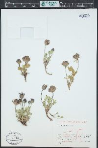 Trifolium parryi image