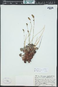 Heuchera parvifolia image