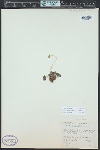 Heuchera parvifolia image