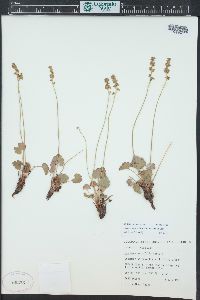 Heuchera parvifolia image