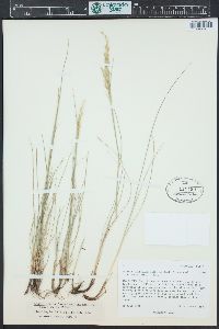 Festuca dasyclada image