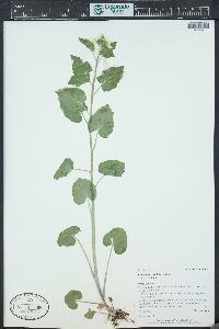 Cardamine cordifolia image