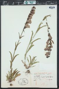 Penstemon strictus image