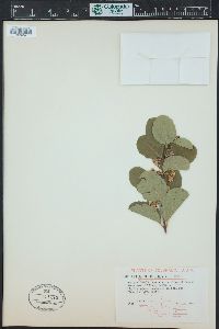 Symphoricarpos occidentalis image