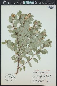 Symphoricarpos occidentalis image